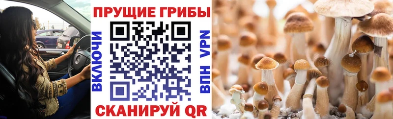 где купить наркоту  Балтийск  mega как зайти  Галлюциногенные грибы прущие грибы 